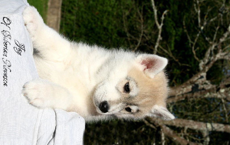 Of Siberian Nevasca - Siberian Husky - Portée née le 12/09/2014